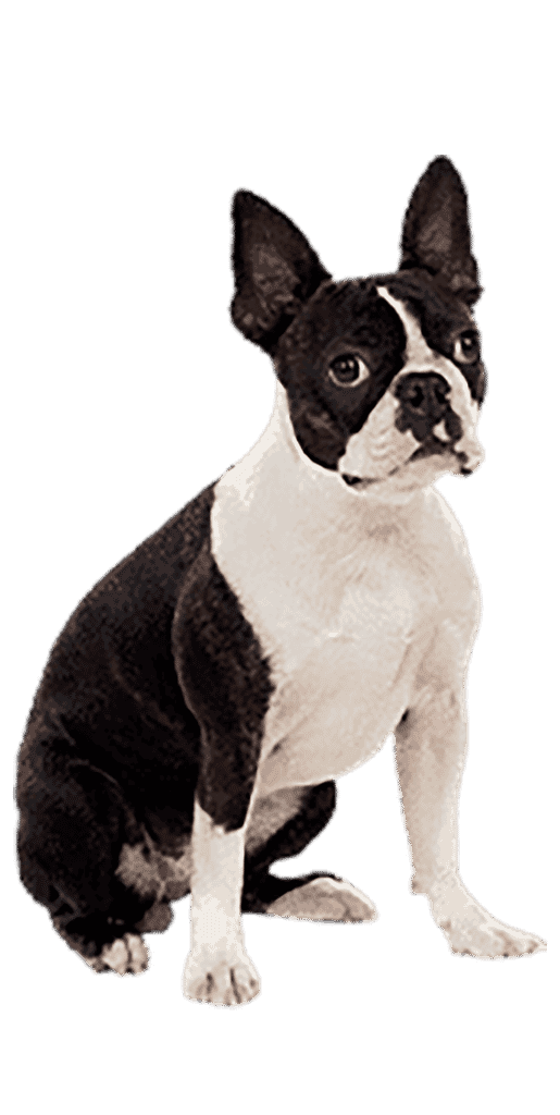 le boston terrier