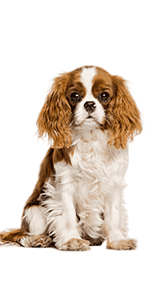 Le Cavalier King Charles assis sur son postérieur