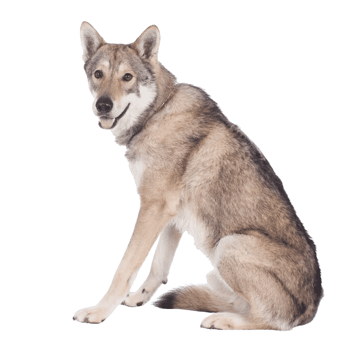 Le chien-loup de saarlos