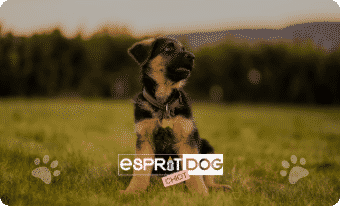 Les chapitres : Esprit Dog Chiot