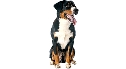 grand bouvier suisse