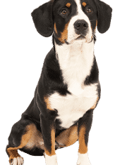 Le bouvier de l