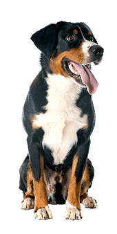 Le grand bouvier suisse
