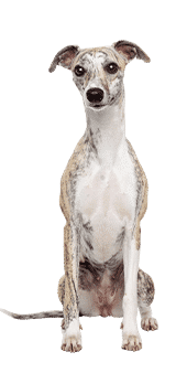 Le lévrier Whippet