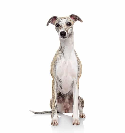 Le Whippet, tout savoir un chien sportif au tempérament calme