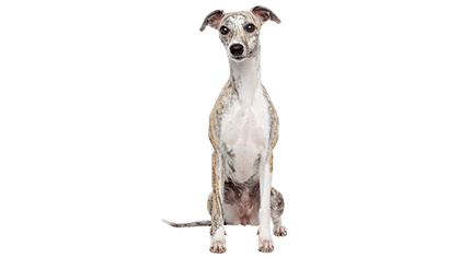 lévrier whippet