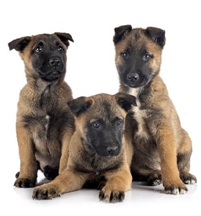 Quels sont les besoins d'un Malinois ?