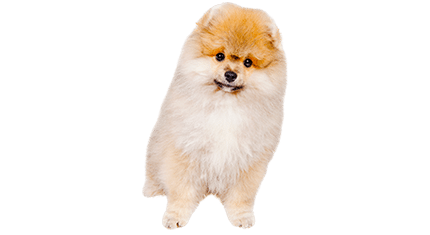 spitz allemand