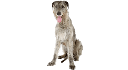 wolfhound
