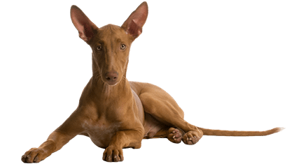 chien du pharon