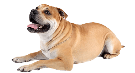 dogue de majorque