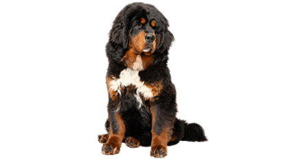 dogue du Tibei