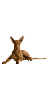 le chien du pharaon