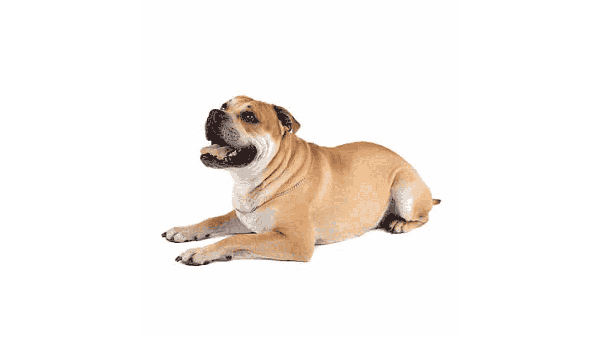 Cartello Cane Dogue De Mayorque – Pannello Di Sicurezza 30x15 Cm In PVC Con Testo Normativo E Viti Inox - 5
