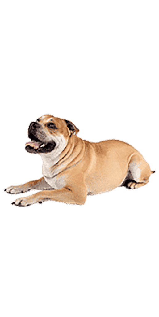 le dogue de majorque allongé