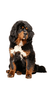 dogue du tibet assis