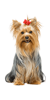 le yorkshire terrier