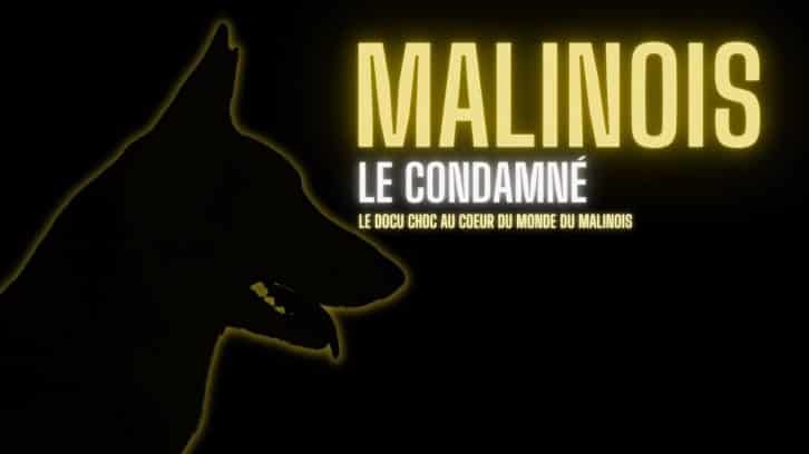 Docu Malinois Le Condamné