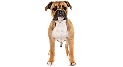 bulldog continental