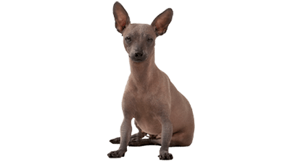 chien nu du mexique