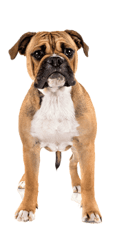 le bulldog continental
