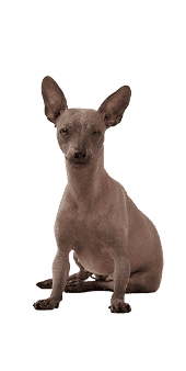 le chien nu du mexique