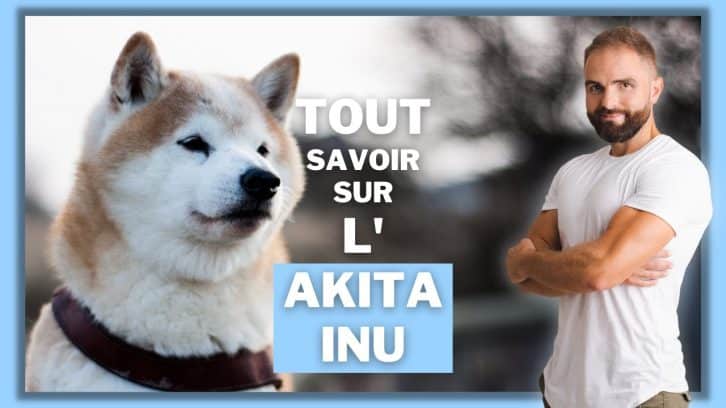 Vidéo Akita Inu
