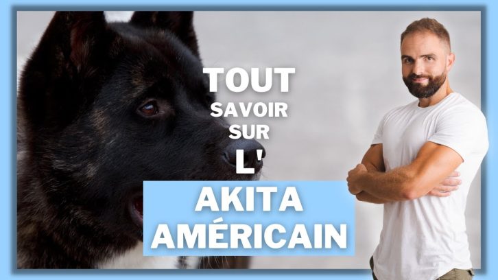 Vidéo Akita américain