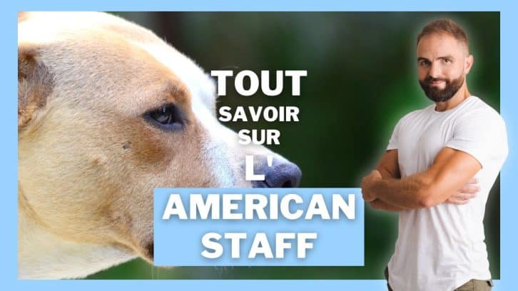 Vidéo American Staff