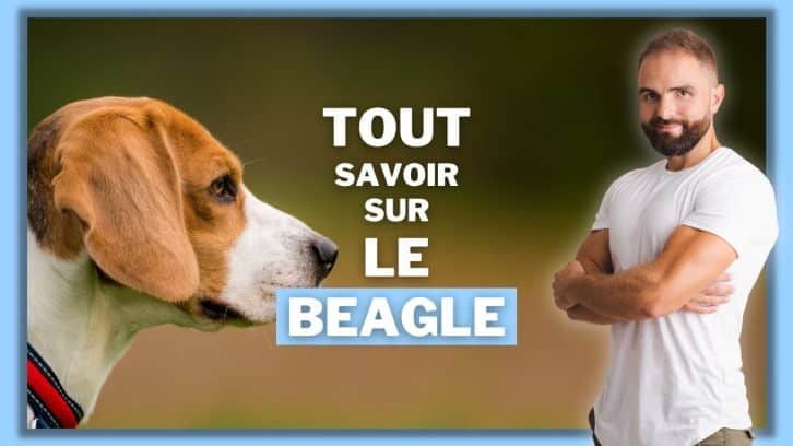 Vidéo Beagle