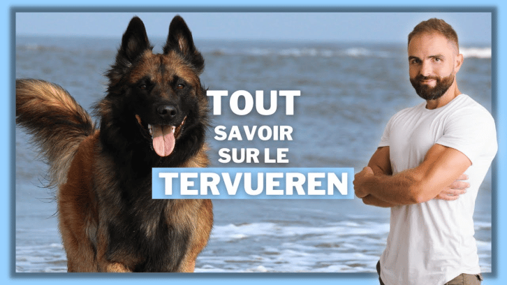 Vidéo Berger Belge Tervueren