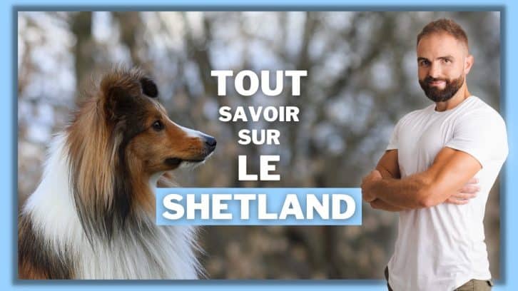 Vidéo Berger des Shetland