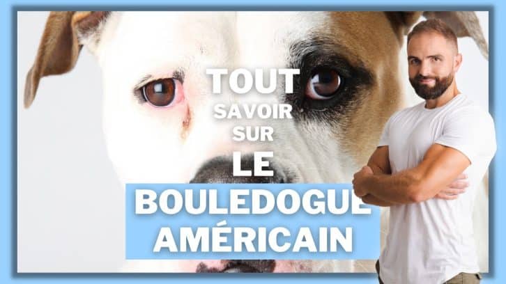 Vidéo Bouledogue Américain