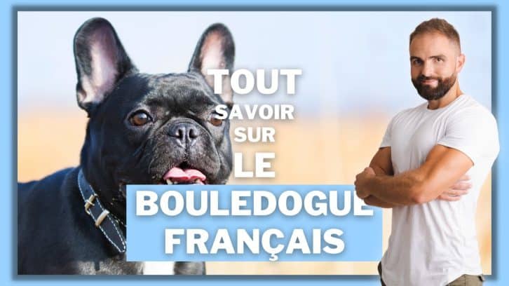 Vidéo Bouledogue Français