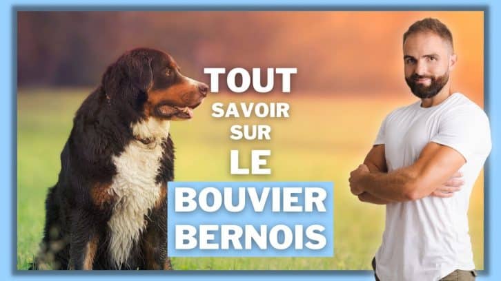 Vidéo Bouvier Bernois