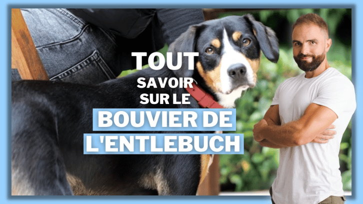 Vidéo Bouvier de l’Entlebuch