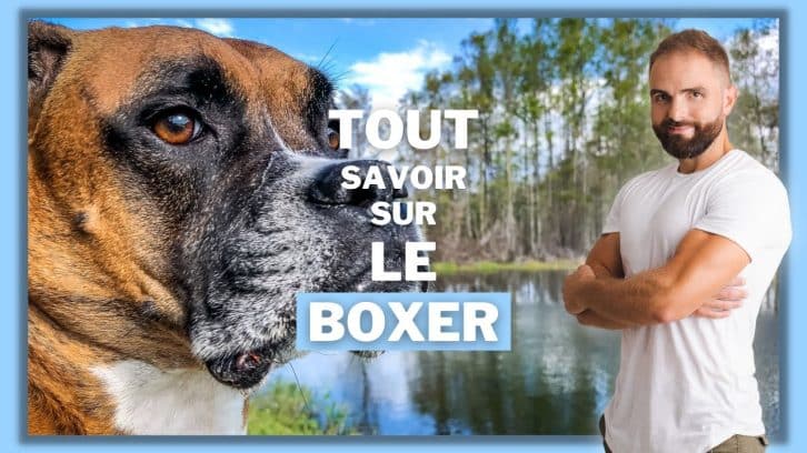 Vidéo Boxer