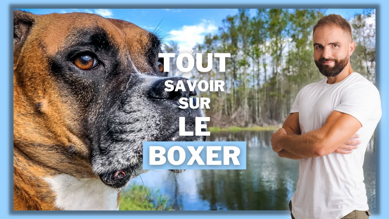 Le Boxer, tout savoir sur ces chiens Esprit Dog