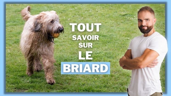 Vidéo Briard