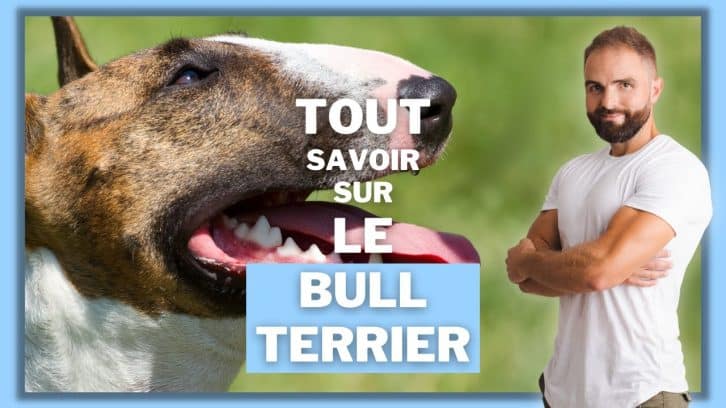 Vidéo Bull Terrier