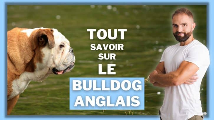 Vidéo Bulldog Anglais