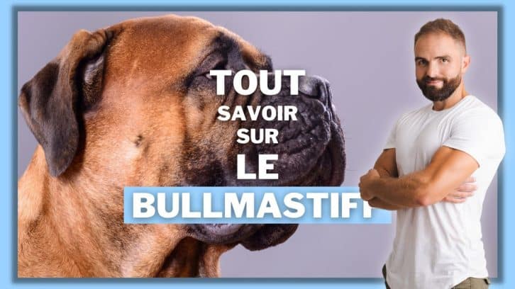 Vidéo Bullmastiff