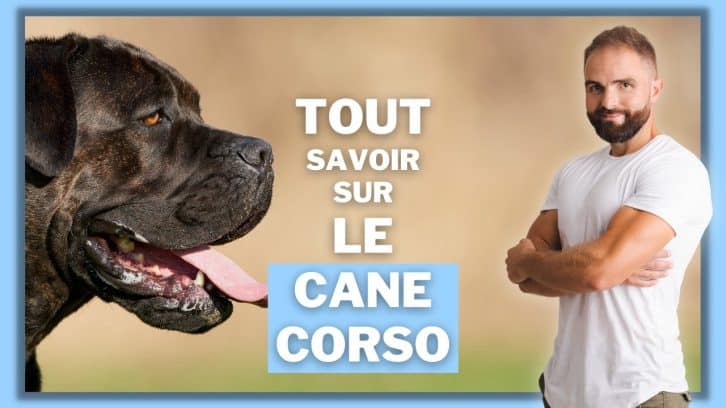 Vidéo Cane Corso