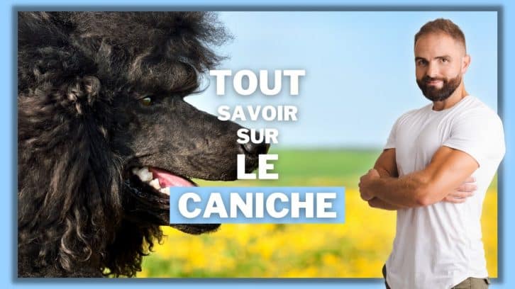 Vidéo Caniche