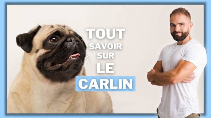 Vidéo Carlin