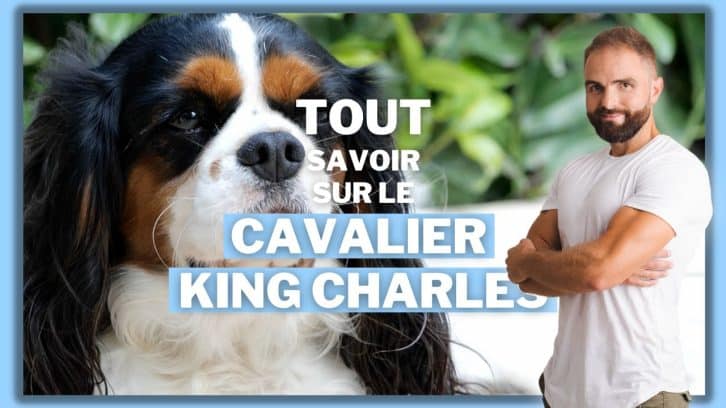 Vidéo Cavalier King Charles
