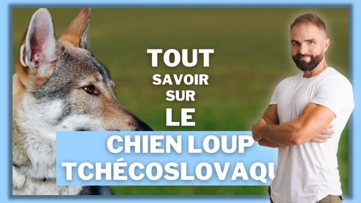 vidéo Chien-Loup Tchécoslovaque