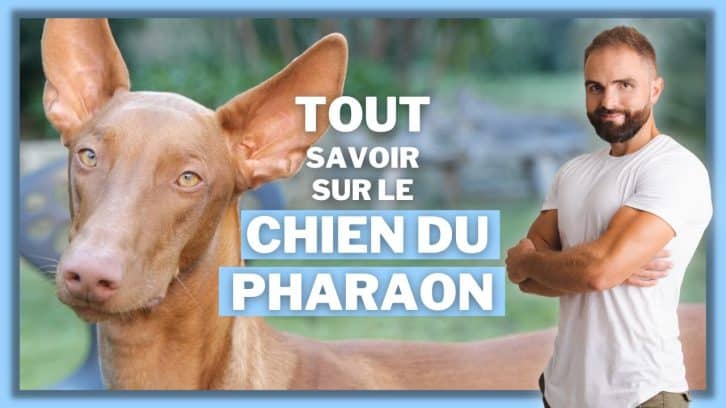 Vidéo Chien du Pharaon