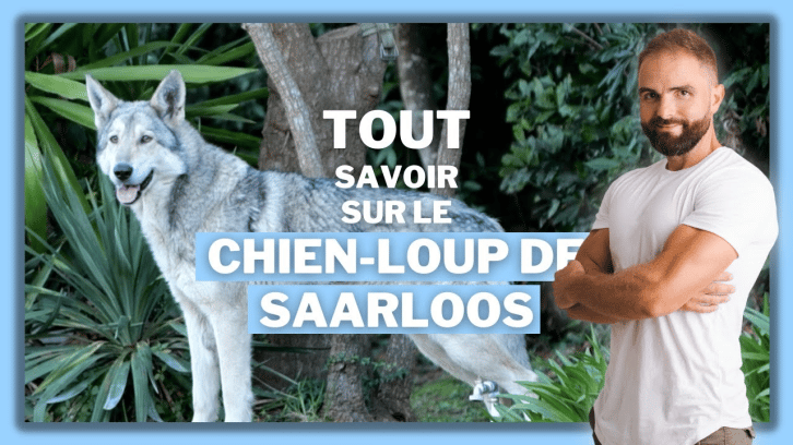 Vidéo Chien-loup de Saarloos