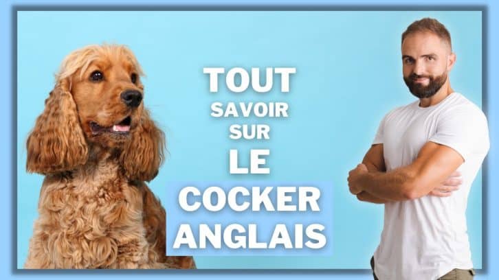 Vidéo Cocker anglais